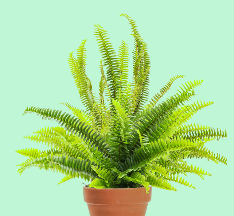 potted fern against a light green background