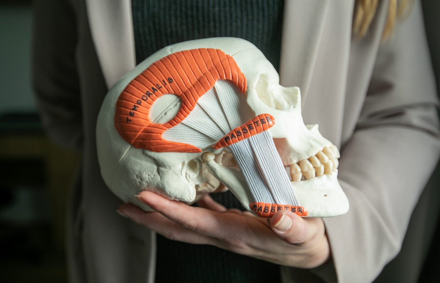 Dentist holding a model of the skull with muscles, joints and bite showing